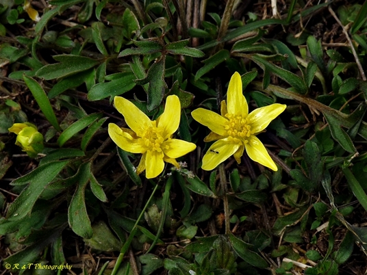 {Ranunculus fascicularis}